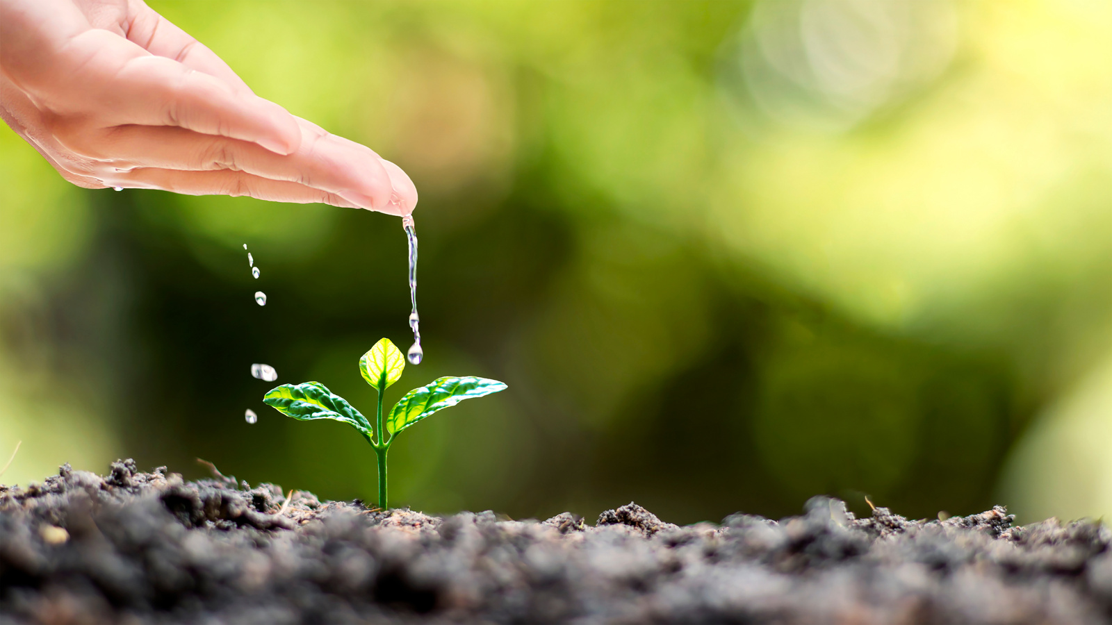 Hand Watering Plant That Grows on Good Quality Soil 